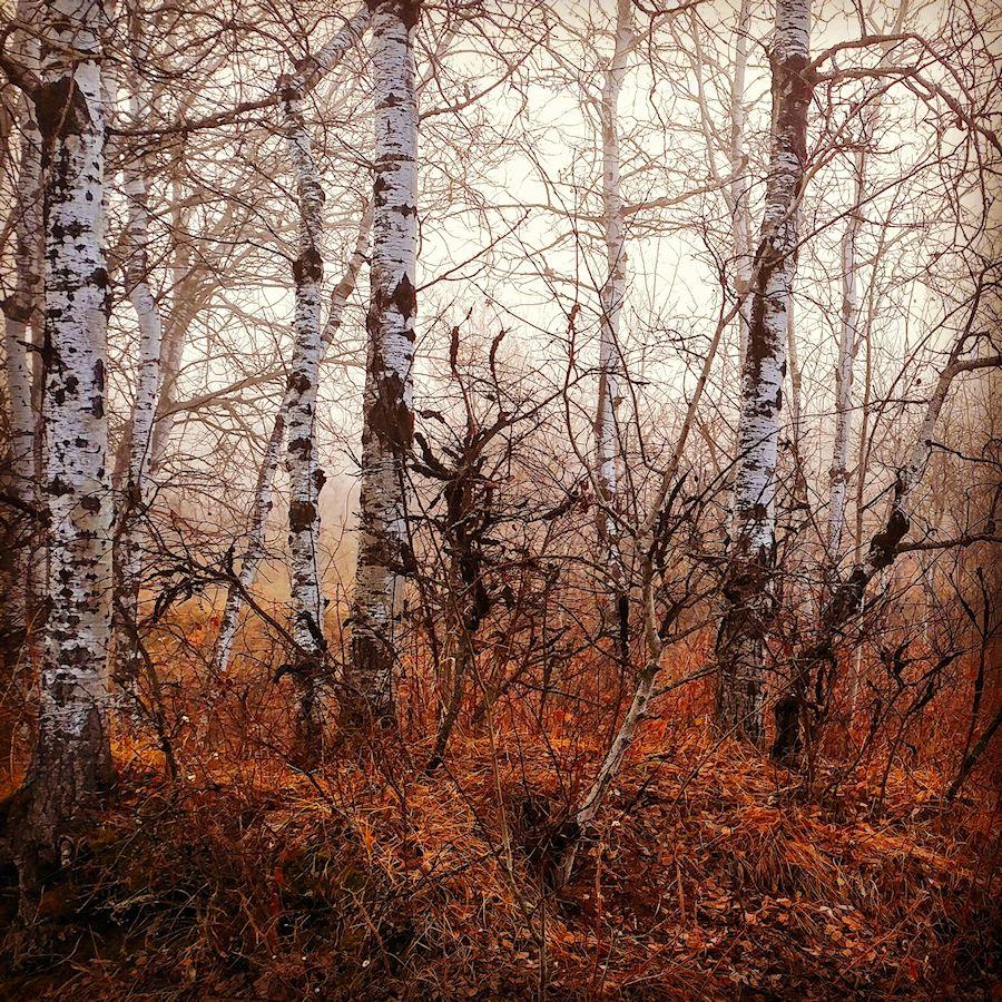 Foggy autumn morning in the Saskatchewan aspen forest