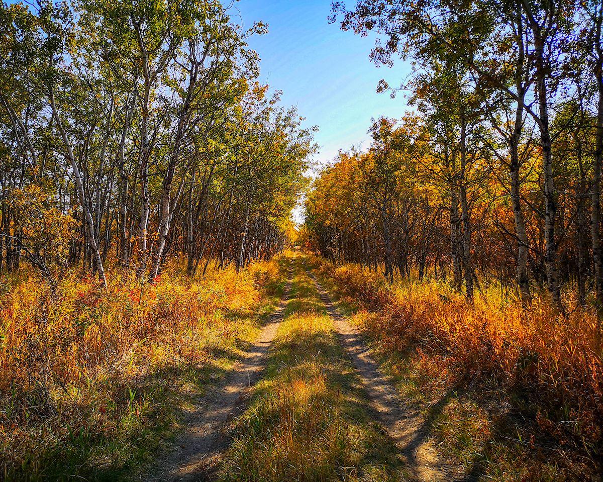 Country road through an aspen forest